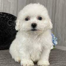 Prod�m �t��ata bi�onka