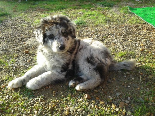 Cardigan �t��ata Welsh Corgi k adopci