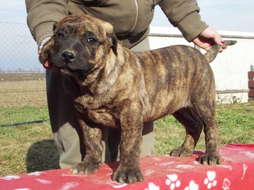 Prod�m �t��ata Cimarr�n Uruguayo