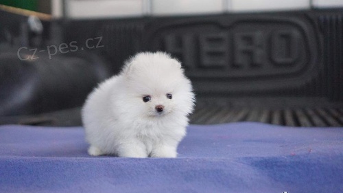 Prod�m �t��ata mini pomeraniana