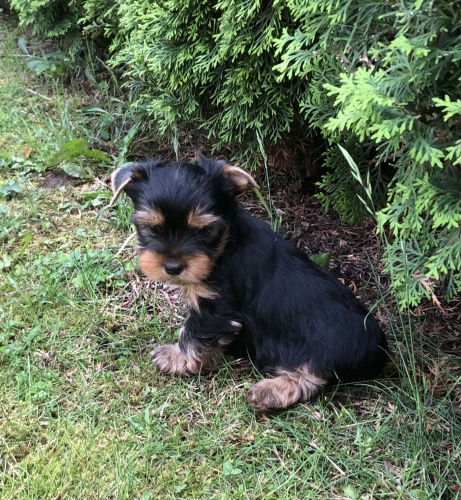 Jork��rsk� teri�r - �t��ata bez PP