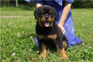 �t��ata rottweiler� nejvy��� kvality.
