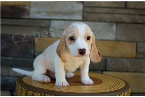 �t��ata b�gl�.