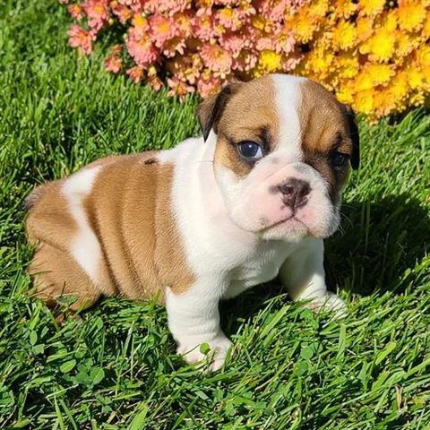 Roztomil� �t��ata anglick�ho buldo�ka.