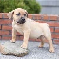K dispozici �t��ata Boerboel.