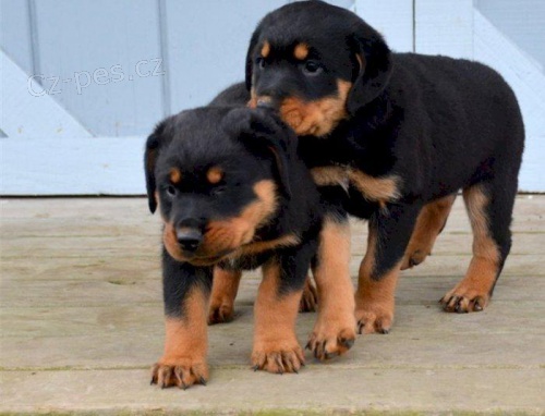 Kvalitn� �t��ata rottweiler�.