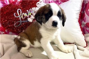 Rozko�n� �t��ata svat�ho Bernarda.