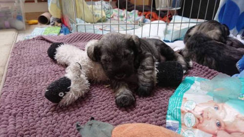 Kn�ra� mal� pep� a s�l s PP