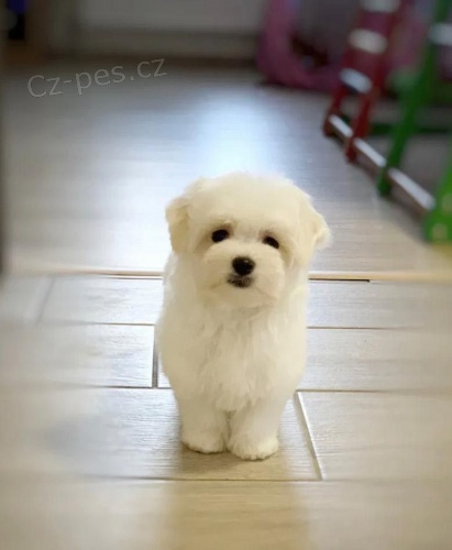 Malt�zsk� ps�k s PP