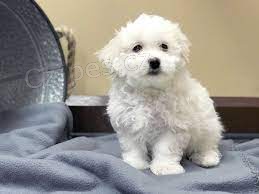 Mini malt�z��ek k adopci.