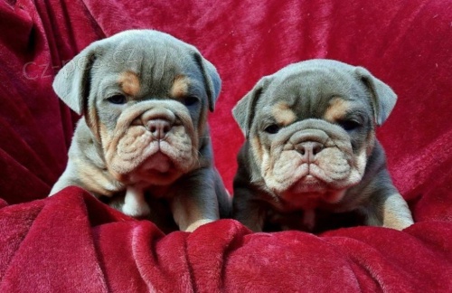 Angli�t� buldoci