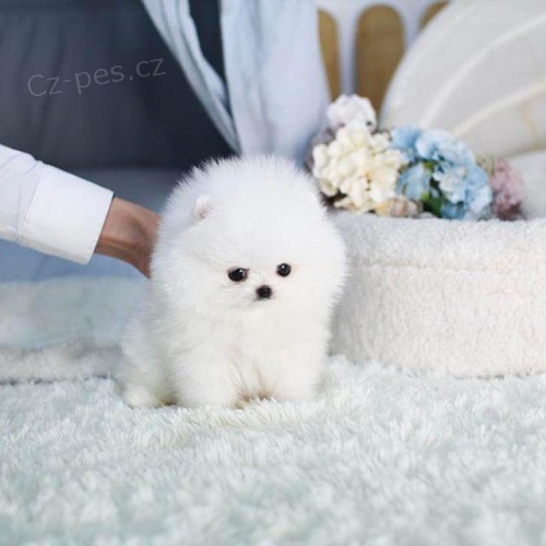 �ajov� ��lek Pomeranian �t��ata.