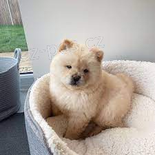 Kr�sn� Chow chow �t��ata.