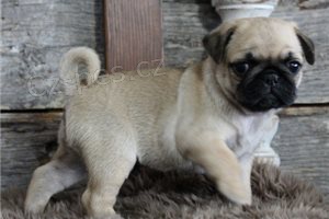 Hrav� �t��ata fawn mopsl�k�.