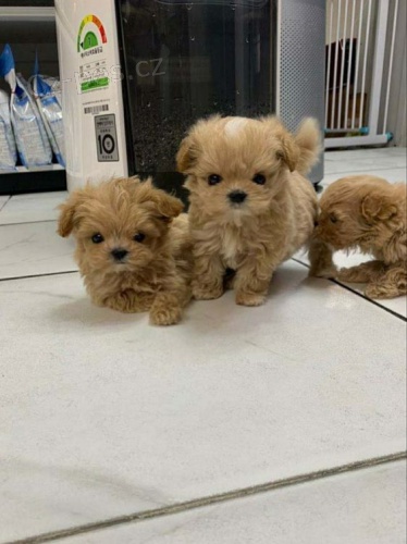 Prod�m zdrav� �t��ata miniaturn�ho Pudla.