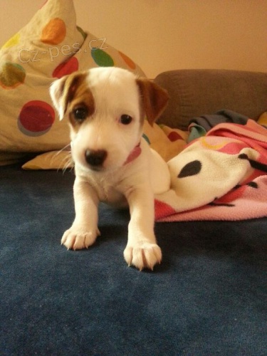 n�dhern� a zdrav� �t��ata jack russella na prodej.