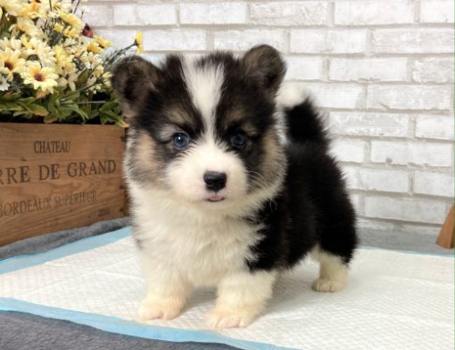 krsn a andlsk tata Pembroke Welsh Corgi na prodej.