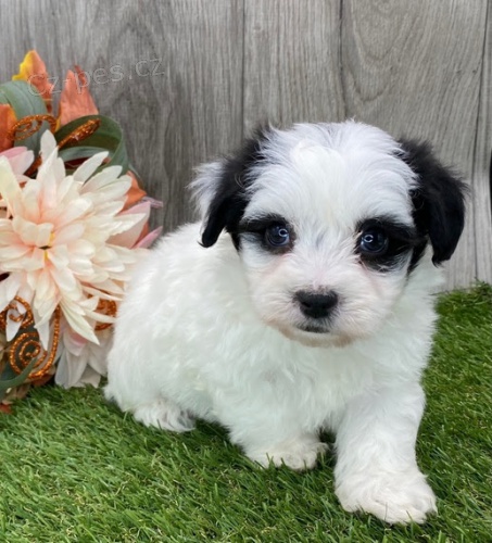 Prod�m roztomil� a zdrav� �t��ata havanese.