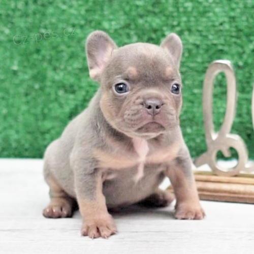 Prod�m mini �t��ata francouzsk�ho buldo�ka.