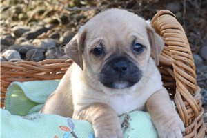 Testovan� �t��ata mopsl�k�.