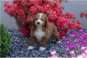 Testovan� �t��ata pudl�.