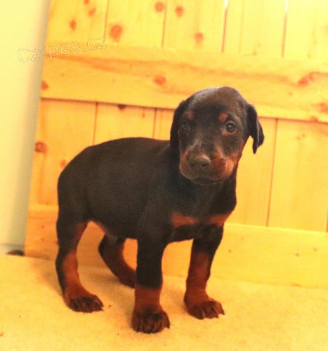 Testovan� �t��ata doberman�.