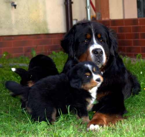 2 bernsk� sala�nick� pes