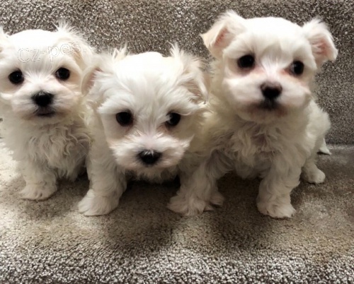 Prod�m o�kovan� �t��ata malt�z�k�.