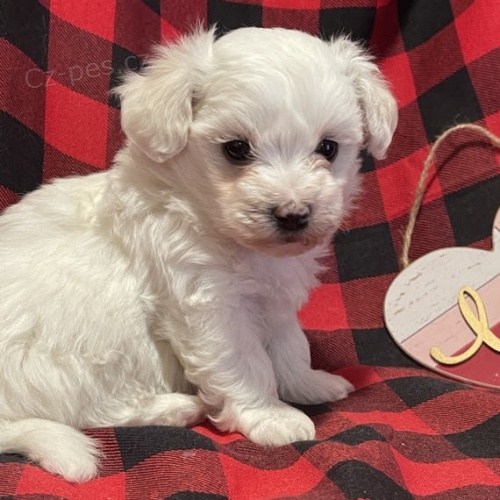 Prod�m zdrav� a O�KOVAN� �t��ata b�l� havanese.