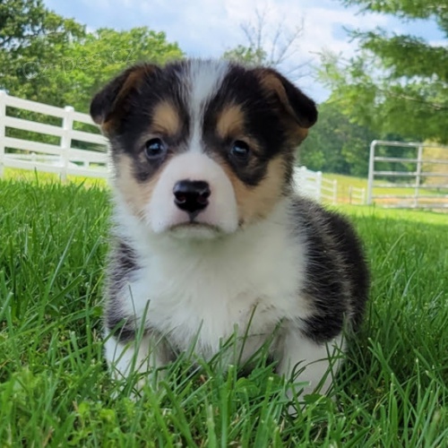 Prod�m �t��ata Pembroke Welsh Corgi.