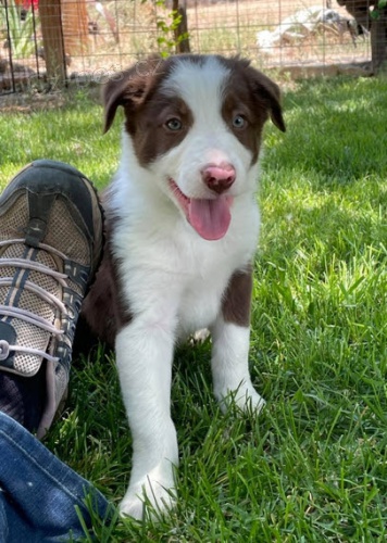 Prod�m zdrav� a o�kovan� �t��ata border kolie