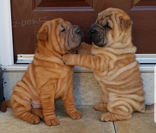 Prod�m �t��ata Shar-pei.