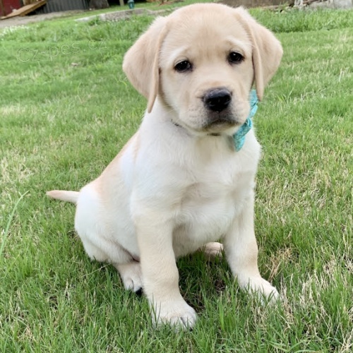 Prod�m zdrav� a kr�sn� �t��ata labradorsk�ho retr�vra pejska a fenky.