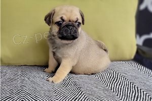 Vrh �t��at mopsl�k�.