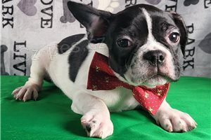 Kr�sn� �t��ata francouzsk�ho buldo�ka.