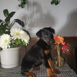 �t��ata doberman�.