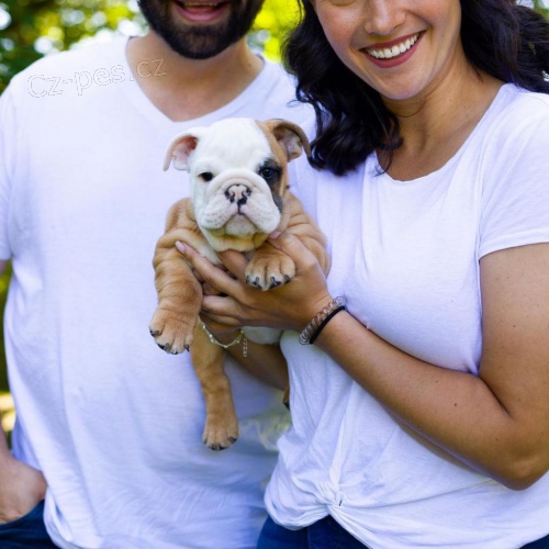 �t��ata anglick�ho buldoka.