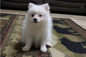 Pomeransk� �t��ata.