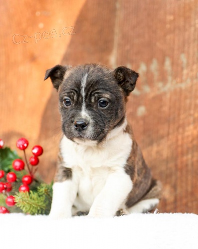 Champagne Boston teri�r �t��ata.