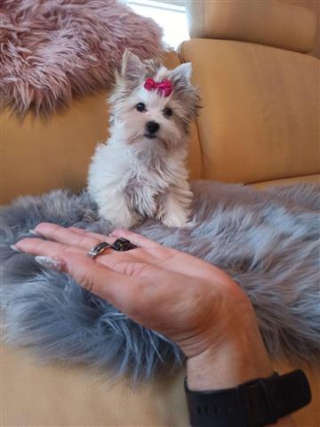 Champagne Yorkshire teri�r �t��ata.