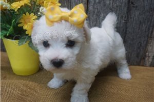 Kr�sn� maltsk� �t���tka.