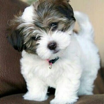 -Havanese �t��ata k dispozici k adopci.