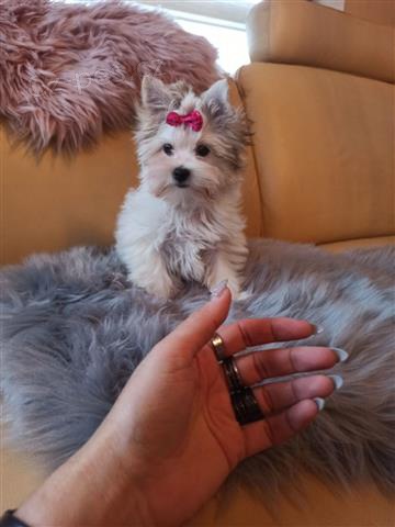 Kr�sn� �t��ata Yorkshirsk�ho teri�ra.