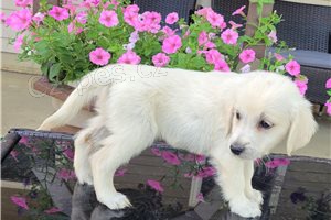 N�dhern� �t��ata zlat�ho retr�vra.