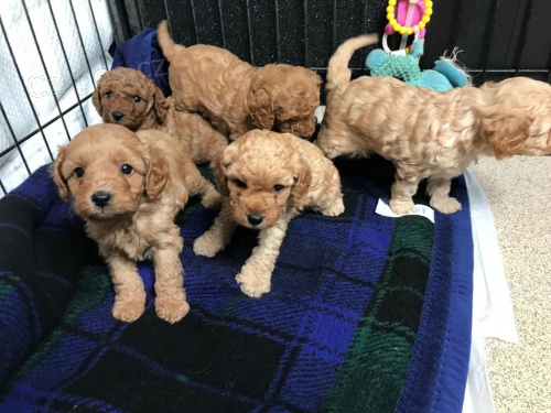 Rozko�n� �t��ata Cavapoo.