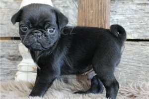 Mops �t��ata D�tsk� srdce l�sky.