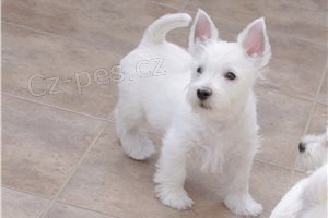 ڞasn� kr�sn� �t���tka Westie.