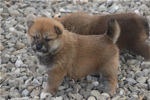 Hrav� �t���tka Shiba Inu.