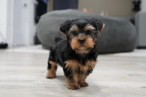Roztomil� �t���tka Yorkie.