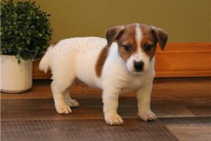 Kr�sn� �t���tka Jack Russell.